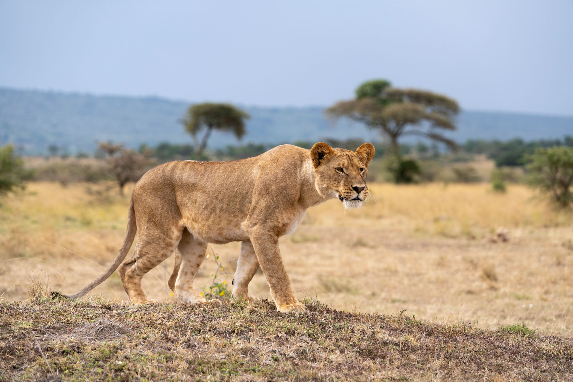 Africa Safari Photography Workshop | Safari Photo Studio
